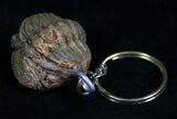 Real Phacops Trilobite Keychain #4725-1